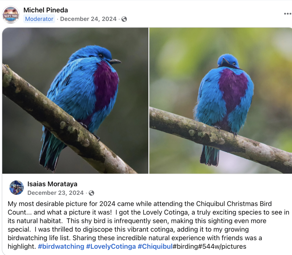 Lovely Continga Belize Bird 
